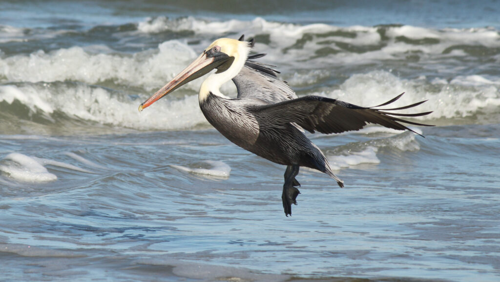 Beth Newman, Pelican and Waves, Photo on Canvas