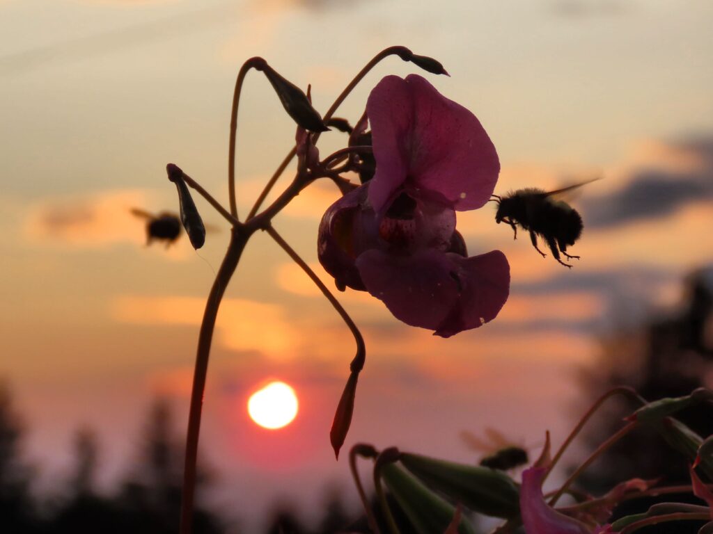 Kelly George, Snap Dragon Bees in Sunset, Photo