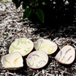 Shauna MacLeod, Trinket dishes, Clay