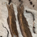 Robert Scheibling, Badlands