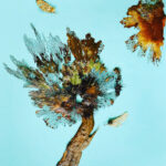 Robert Scheibling, Epiphany