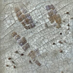 Robert Scheibling, Extinction bites