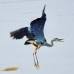 Tindal, Mike - Heron Flight