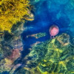 Tindal, Mike - Seascape