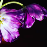 Tindal, Mike - Spring Tulip