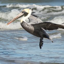 Beth Newman, Pelican and Waves, Photo on Canvas