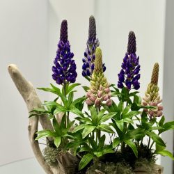 Chaba Conrad, Lupin, Clay