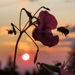 Kelly George, Snap Dragon Bees in Sunset, Photo