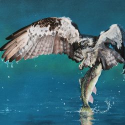 Jessica Seward, Big Fish, Acrylic