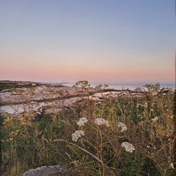 Krista Fraser, Sea Weeds, Thread Painting